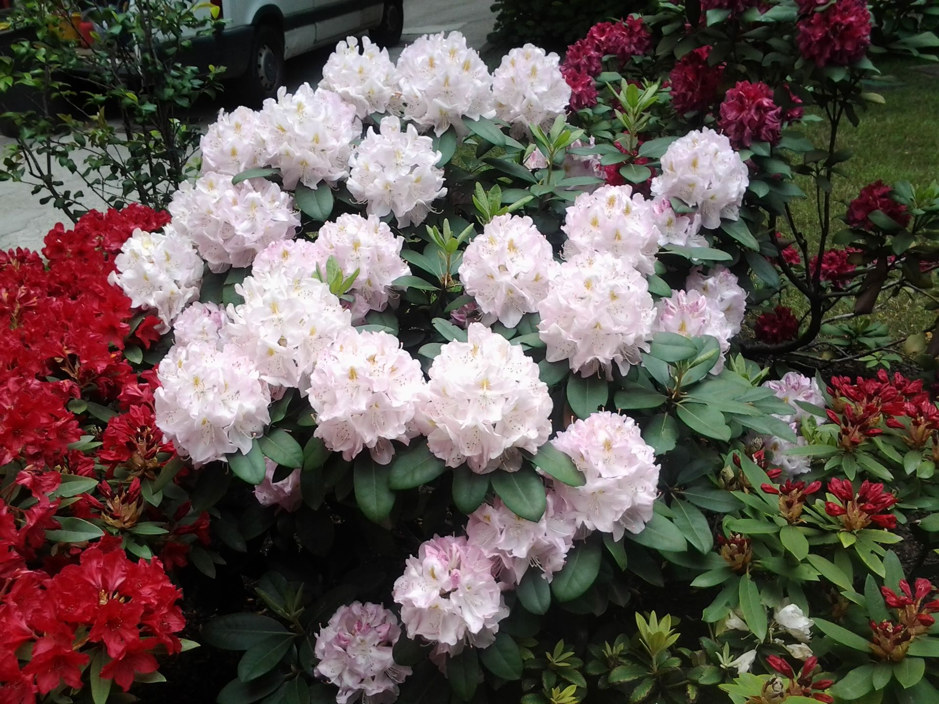 Cespugli di rododendro rosa e rosso con fogliame verde e fiori chiari.