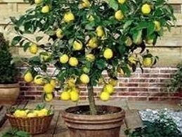 Albero di limoni in vaso con limoni, con un cesto di limoni alla base, davanti a mattoni e legno.