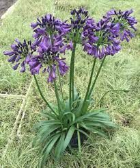 Fiori viola di Agapanthus con foglie verdi, piantati in una zona erbosa.