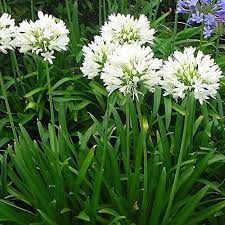 Fiori bianchi a forma di globo con steli e foglie verdi in un giardino.