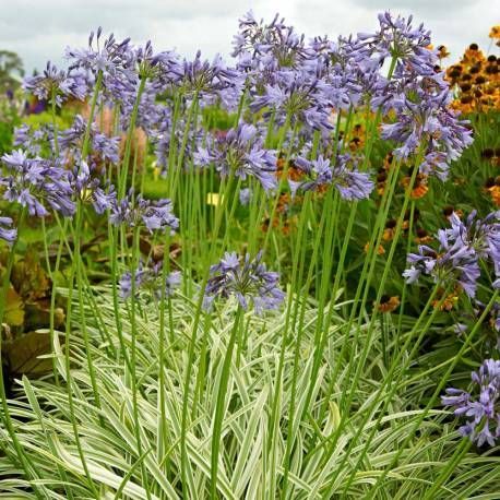 Fiori di agapanto blu con fogliame verde striato di bianco in un giardino.