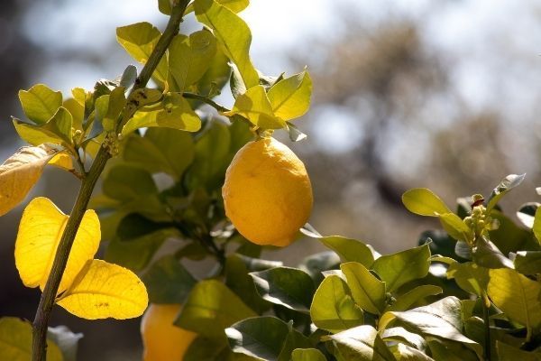 Limone appeso al ramo di un albero con foglie verdi.