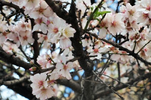 Rami di mandorlo in fiore con delicati fiori bianchi e rosa contro il cielo azzurro.