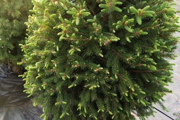 Abete nano dell'Alberta, denso e verde, con nuova crescita di un verde brillante.