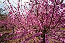 I fiori rosa sbocciano in abbondanza sui rami degli alberi in un frutteto.