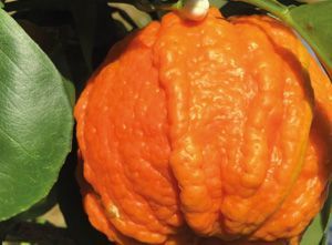 Agrumi arancioni e bitorzoluti su un ramo d'albero, con foglie verdi sullo sfondo.