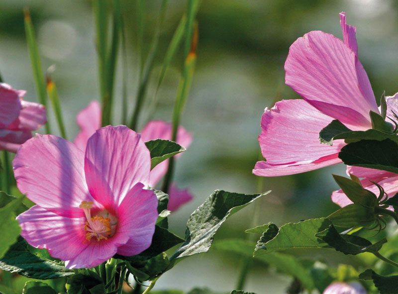 I fiori di ibisco rosa sbocciano vicino all'acqua, con foglie verdi e uno sfondo sfocato.