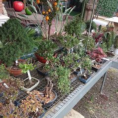 Una collezione di bonsai in vari stili e vasi su uno scaffale di metallo, all'aperto.