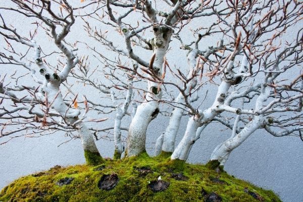 Bonsai con rami bianchi e piccole gemme rosse, che cresce in un terreno muschioso.