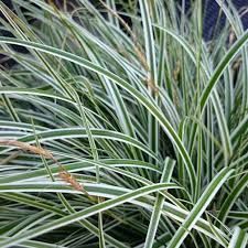 Erba ornamentale variegata di colore verde e bianco.