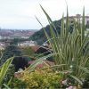Pianta a strisce verdi e bianche a fuoco; città sullo sfondo. Paesaggio collinare e cielo nuvoloso.