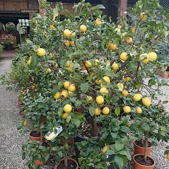 Albero di limone con molti limoni gialli maturi che crescono in un vaso.