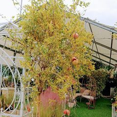 Melograno con foglie ingiallite e frutti maturi in un vaso rosa, situato in un giardino con arco bianco e serra.