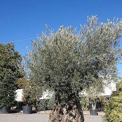 piante del vivaio a Torino Gardeland