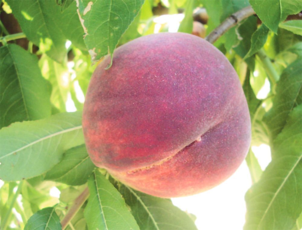 Frutto di pesca, rosso scuro con una spaccatura, appeso a un albero con foglie verdi.