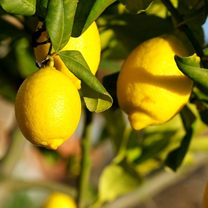 Limoni appesi al ramo di un albero con foglie verdi; frutti di un giallo brillante.