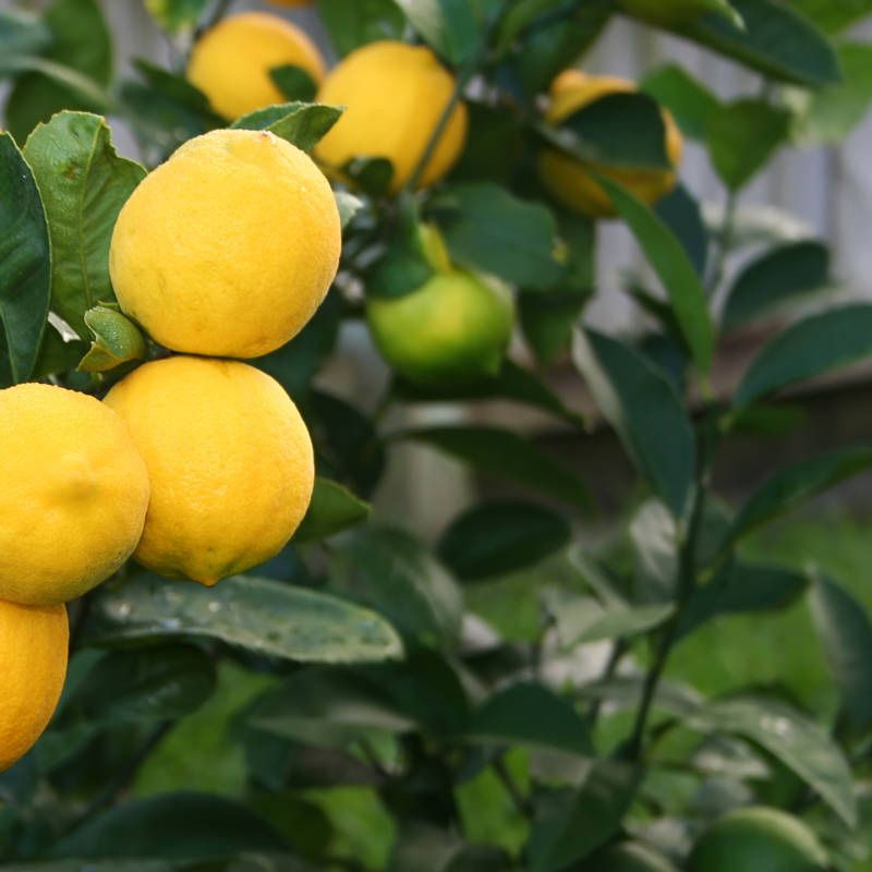 Limoni su un albero di limoni, frutti di un giallo brillante con foglie verdi.