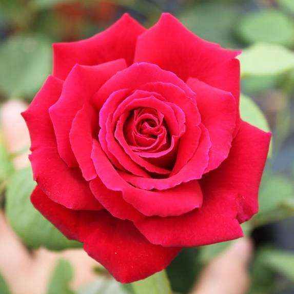 Primo piano di una rosa rossa vivace in piena fioritura, con petali stratificati e fogliame verde sullo sfondo sfocato.