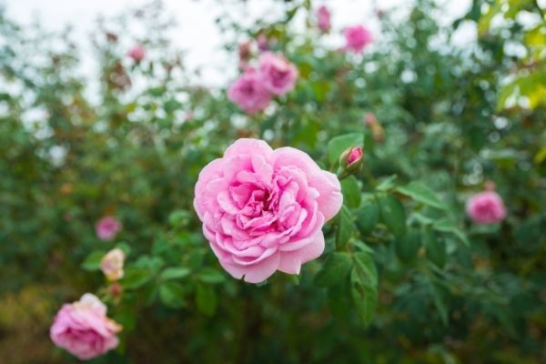 Rose rosa che sbocciano su un cespuglio verde.