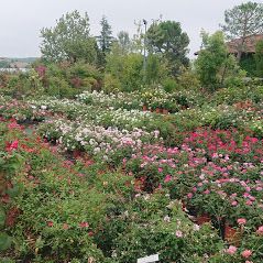 File di rose colorate, rosa, bianche e rosse, in vasi, circondate da un lussureggiante fogliame verde.