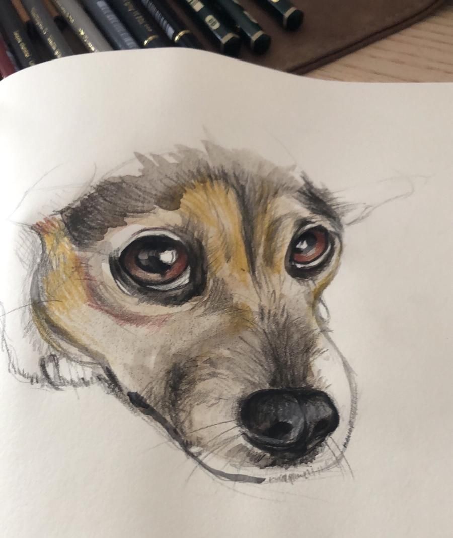 muso di cane, ritratto ad acquerello