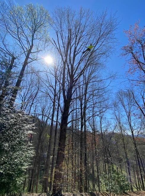 A man is cutting a tree in the woods with a chainsaw.