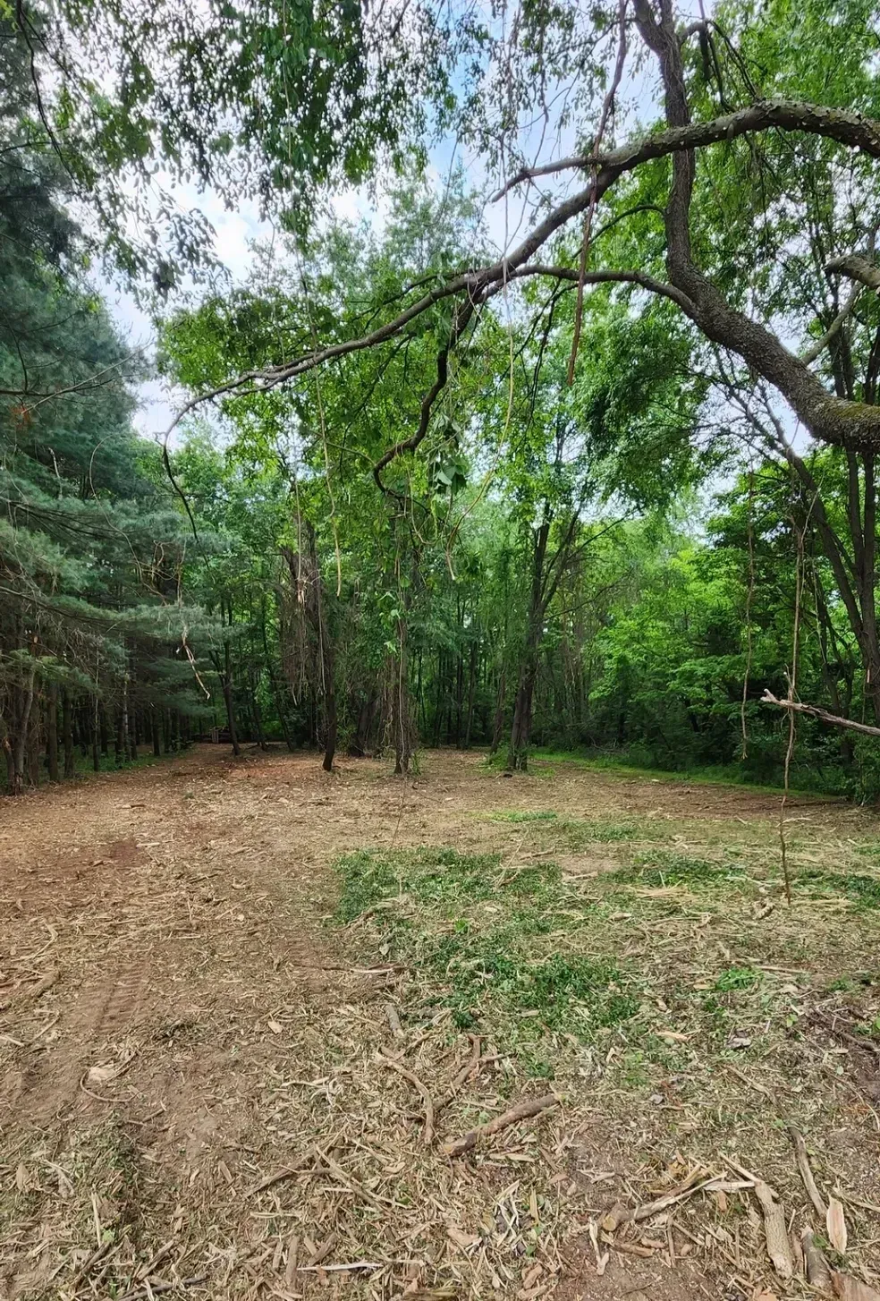 Clearing in a forest, with trees surrounding a brown ground covered in debris. Bright green foliage overhead.