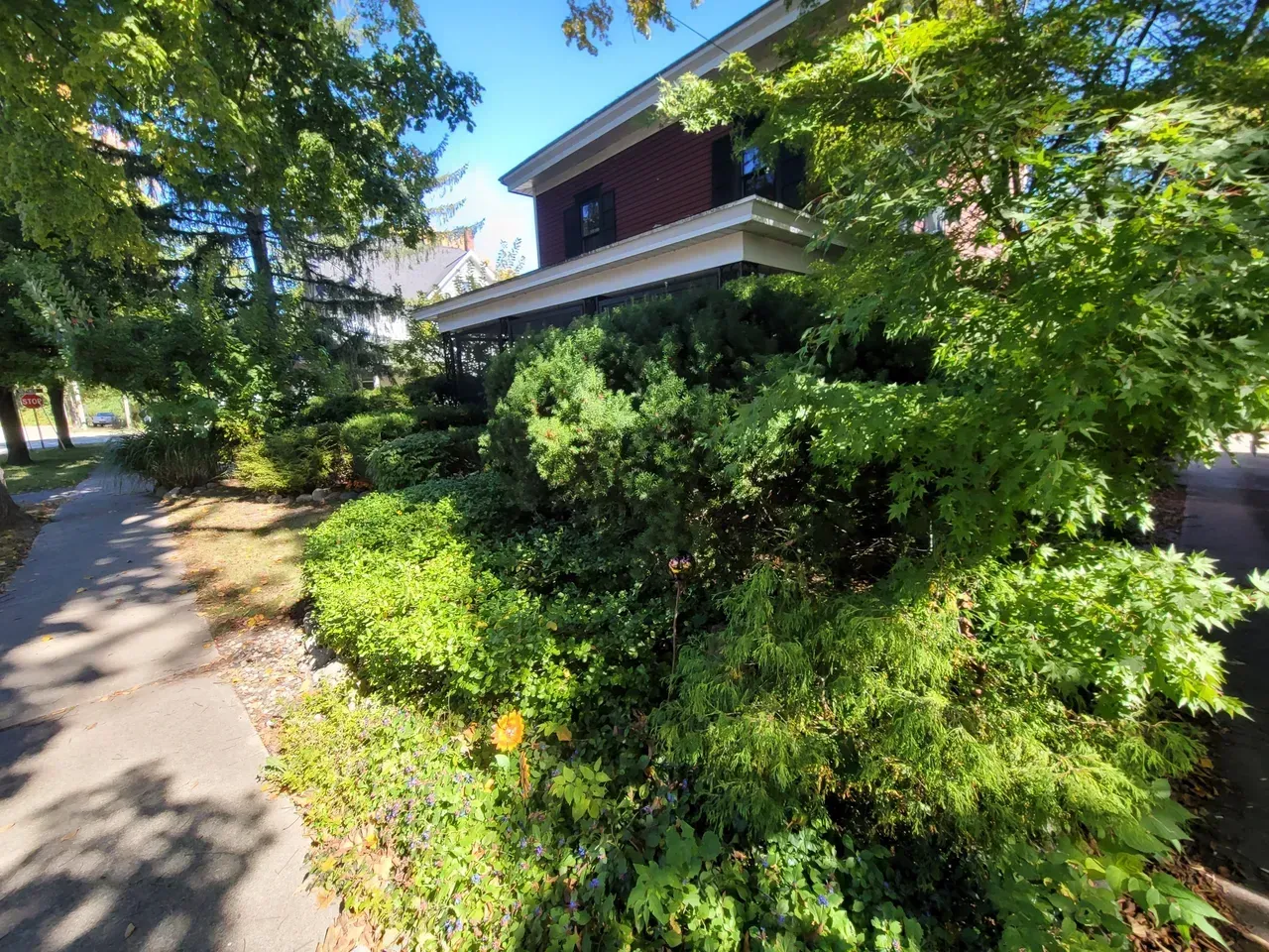 Lush green bushes in front of a brick building. Bright sunlight illuminates the scene.