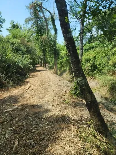 Dirt path through a sunny forest, flanked by trees and greenery.