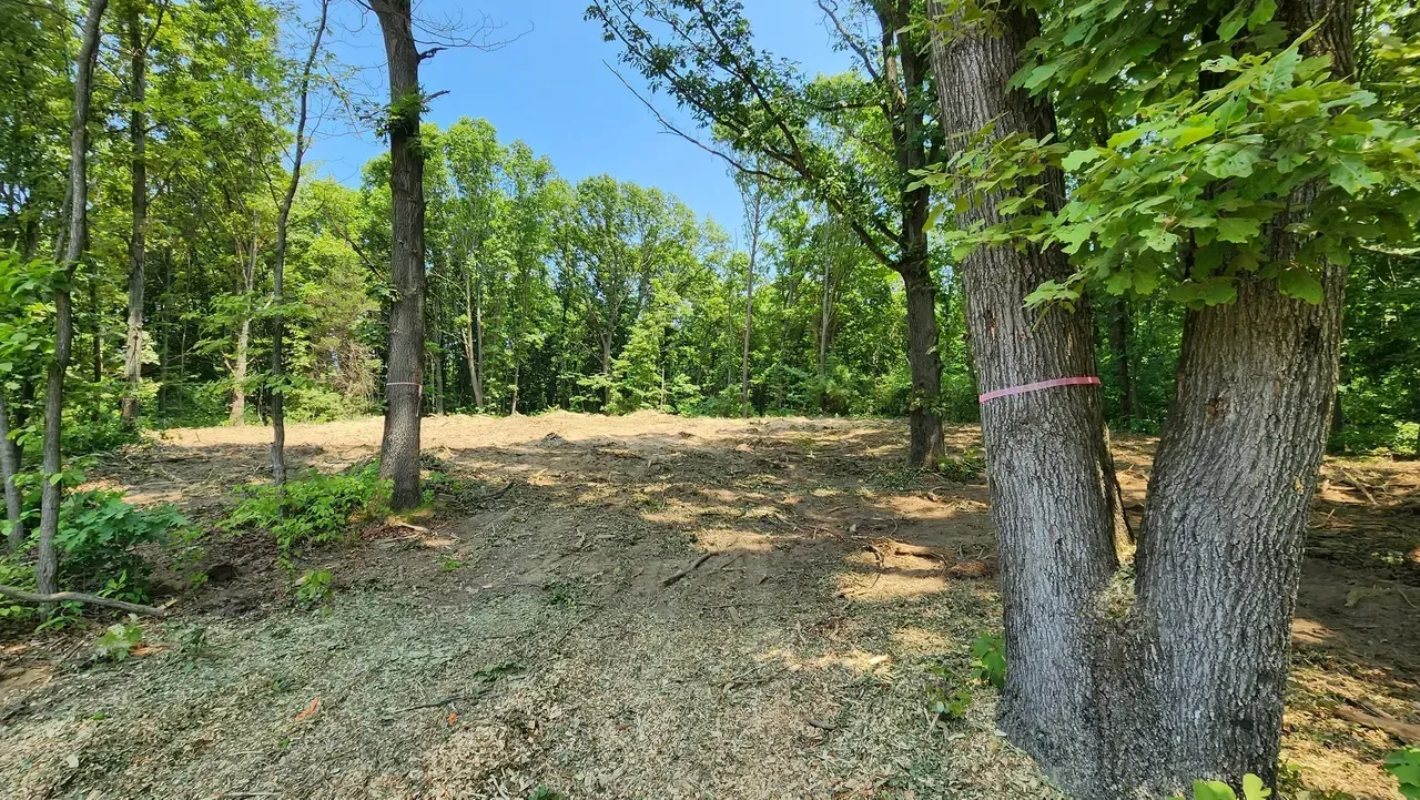 Clearing in a forest, trees with rough bark in the foreground, bright green foliage and blue sky.