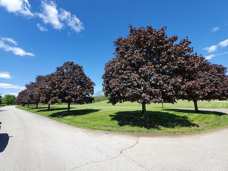 Deep Red Trees along road