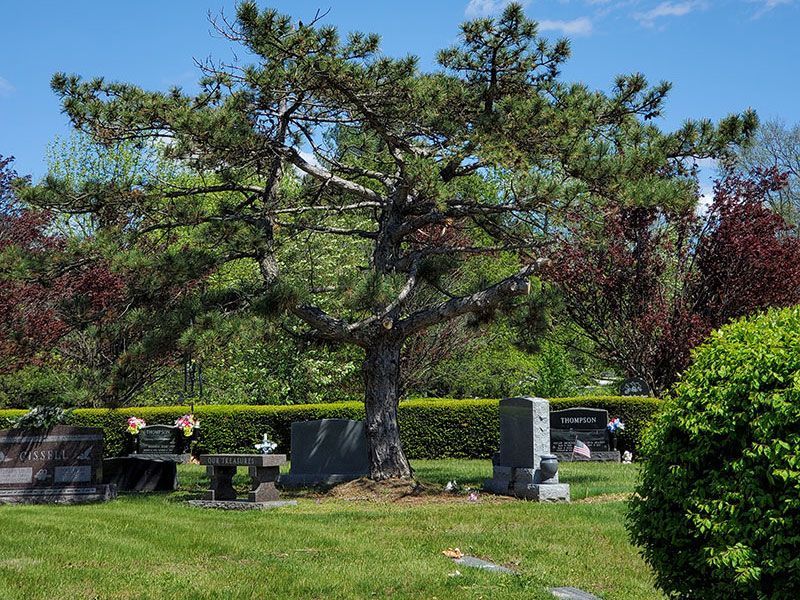 Large Pine tree over headstones