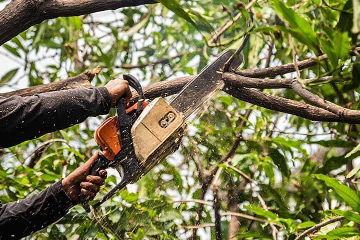 Lumberjack in a black shirt sawing a chainsaw on mango tree. 