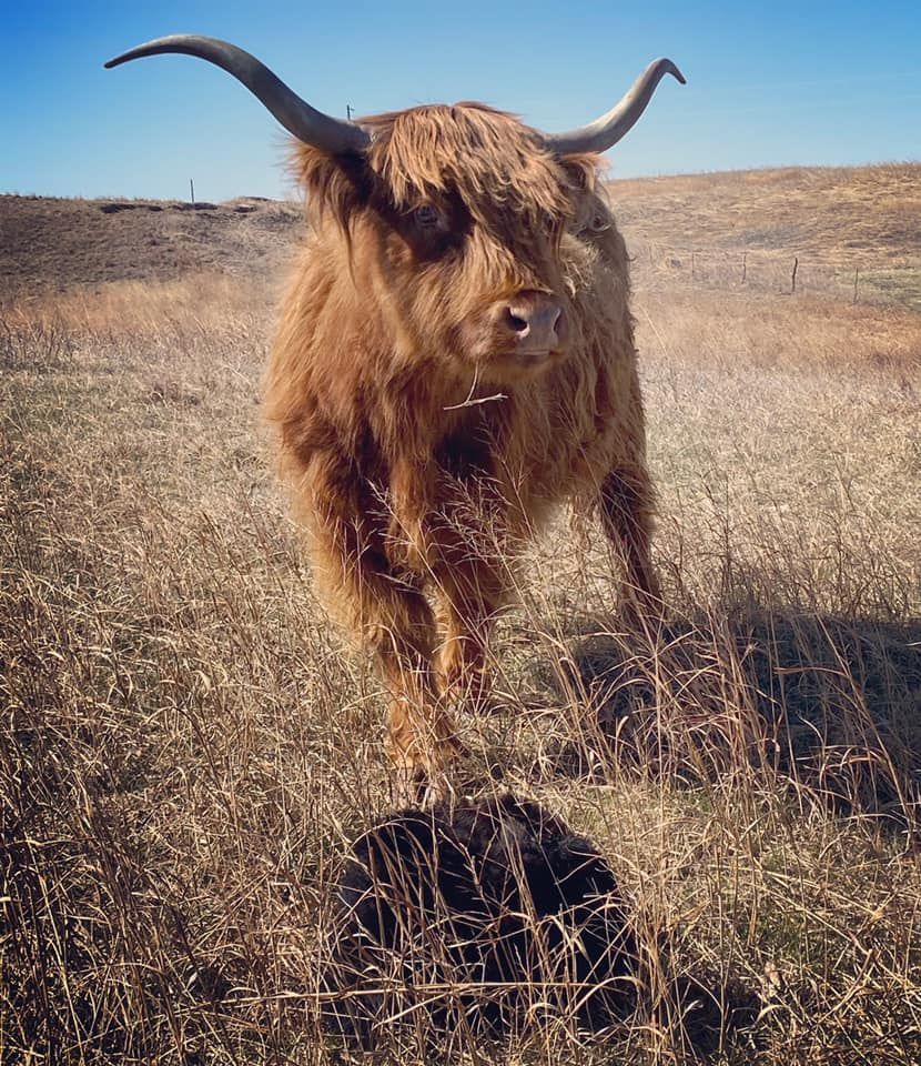 Highland cow with long horns and shaggy fur in a dry grassy field, standing in sunlight.