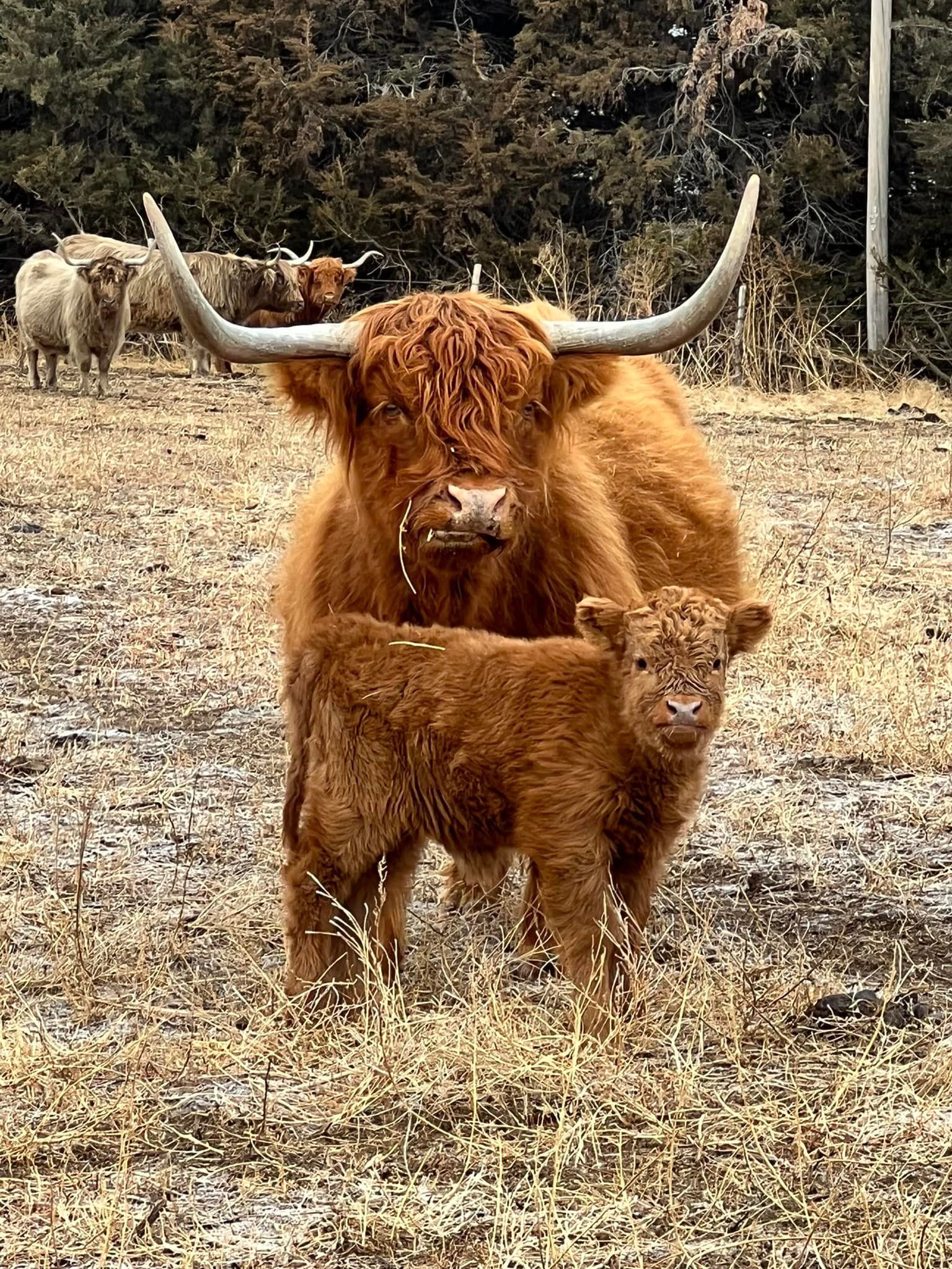 Highland cow and calf in a field; both are reddish-brown with long horns.