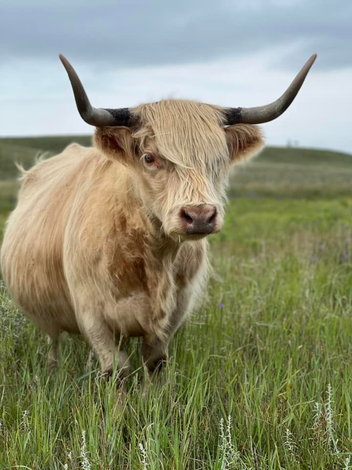 Highland cow with long, curved horns stands in grassy field under a cloudy sky.