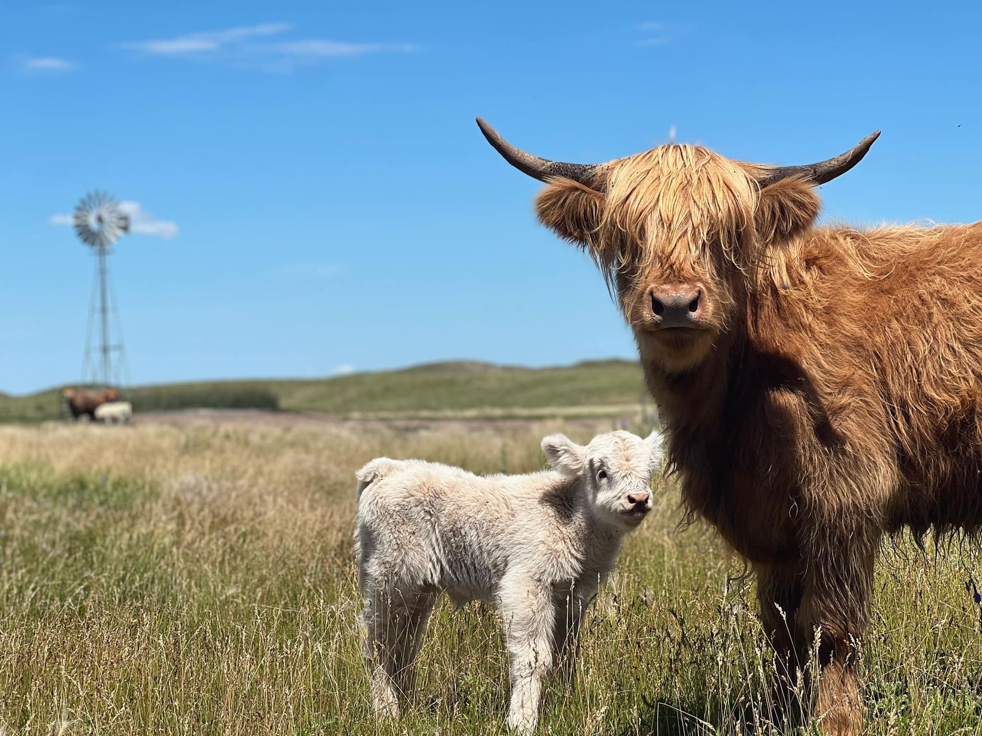 Highland cow with calf in a grassy field on a sunny day; windmill in background.