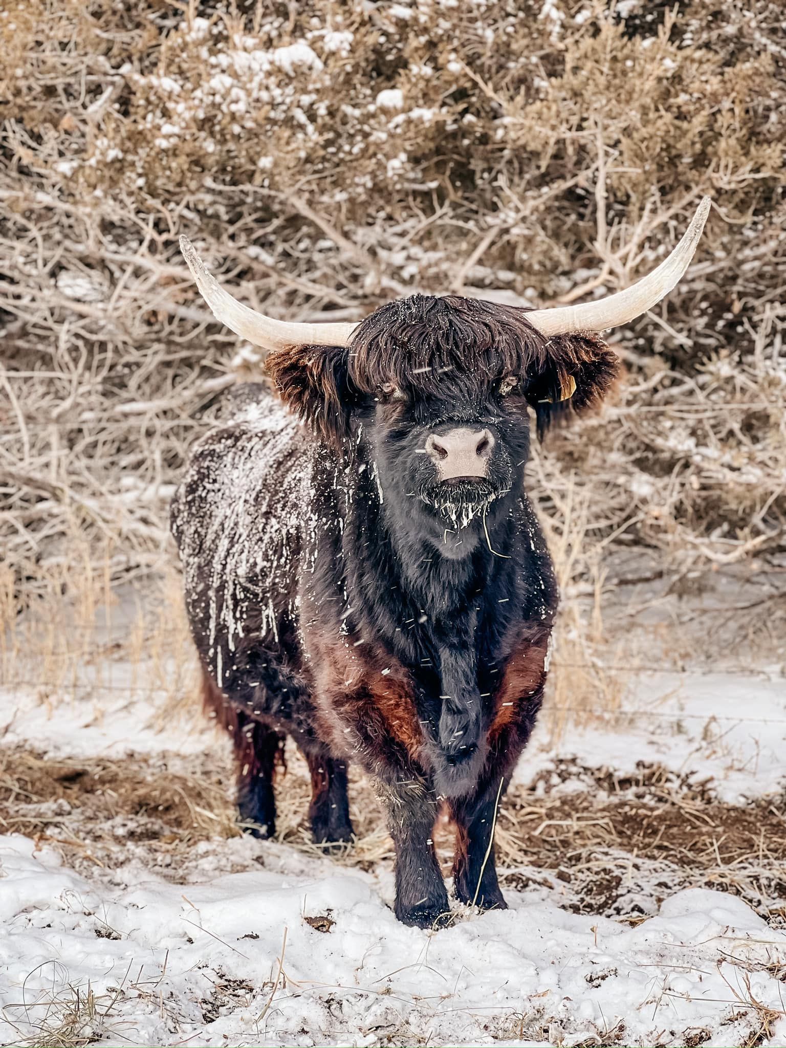 Highland cow in a snowy field, dark brown fur dusted with snow, large curved horns.