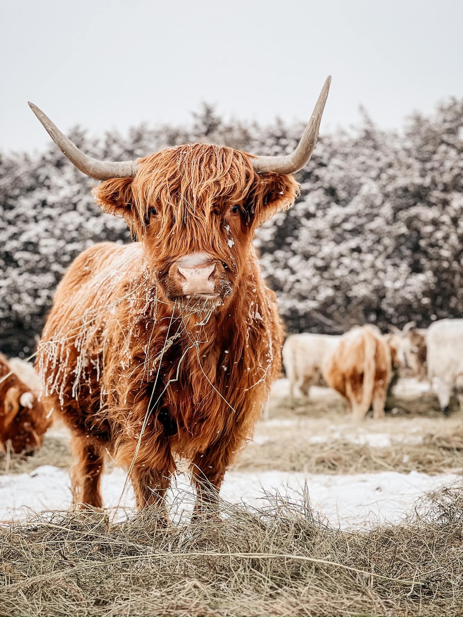 A fluffy, brown Highland cow covered in snow, standing in a field with other cattle.