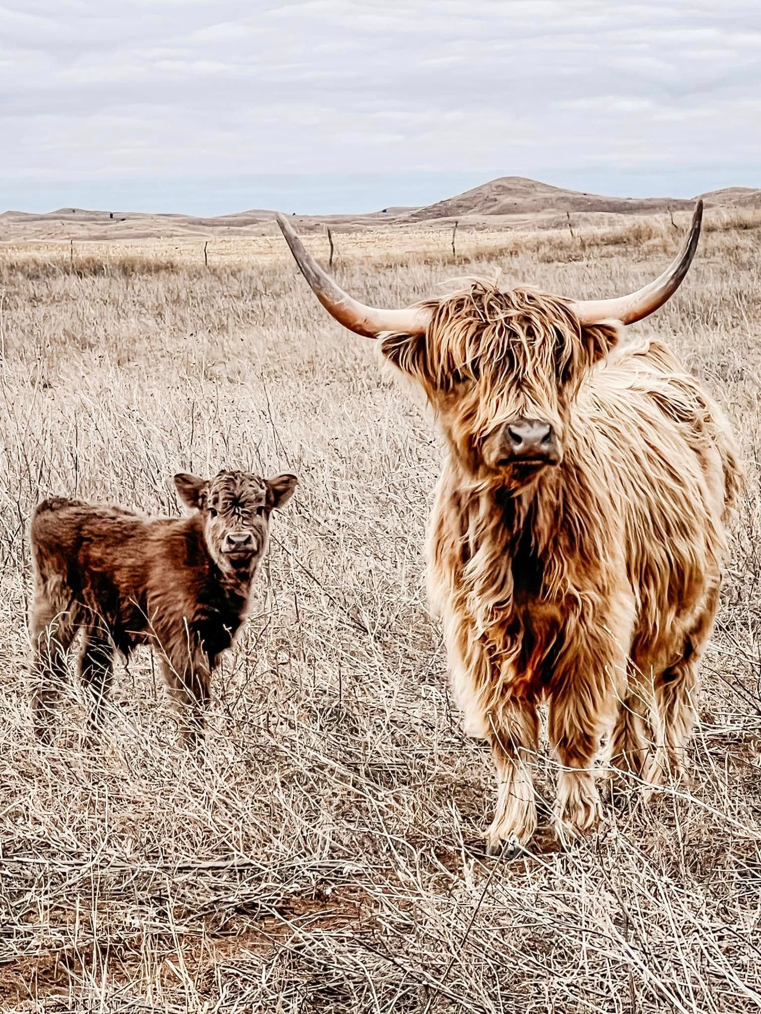 Highland cow and calf in a grassy field. Adult cow has long horns, brown fur, and calf is a smaller, dark brown version.