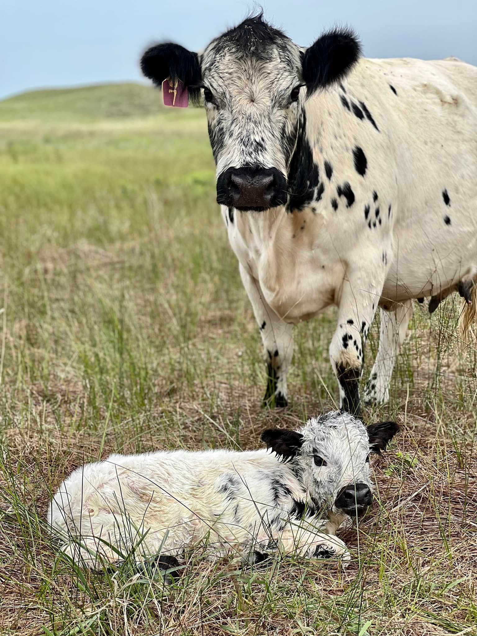 Cow and calf with speckled black and white coat in a grassy field.