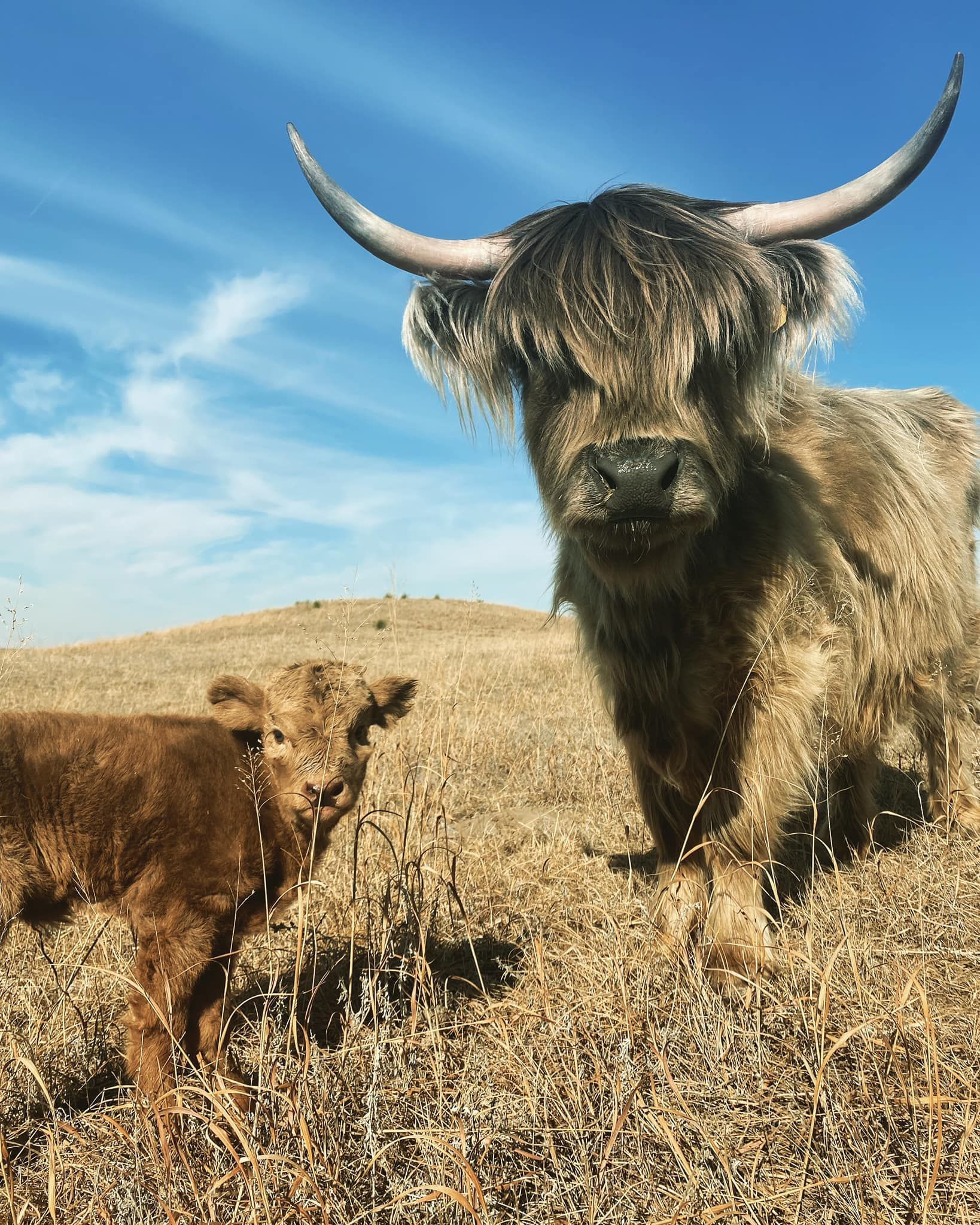 Highland cow and calf on a grassy hill, blue sky background.