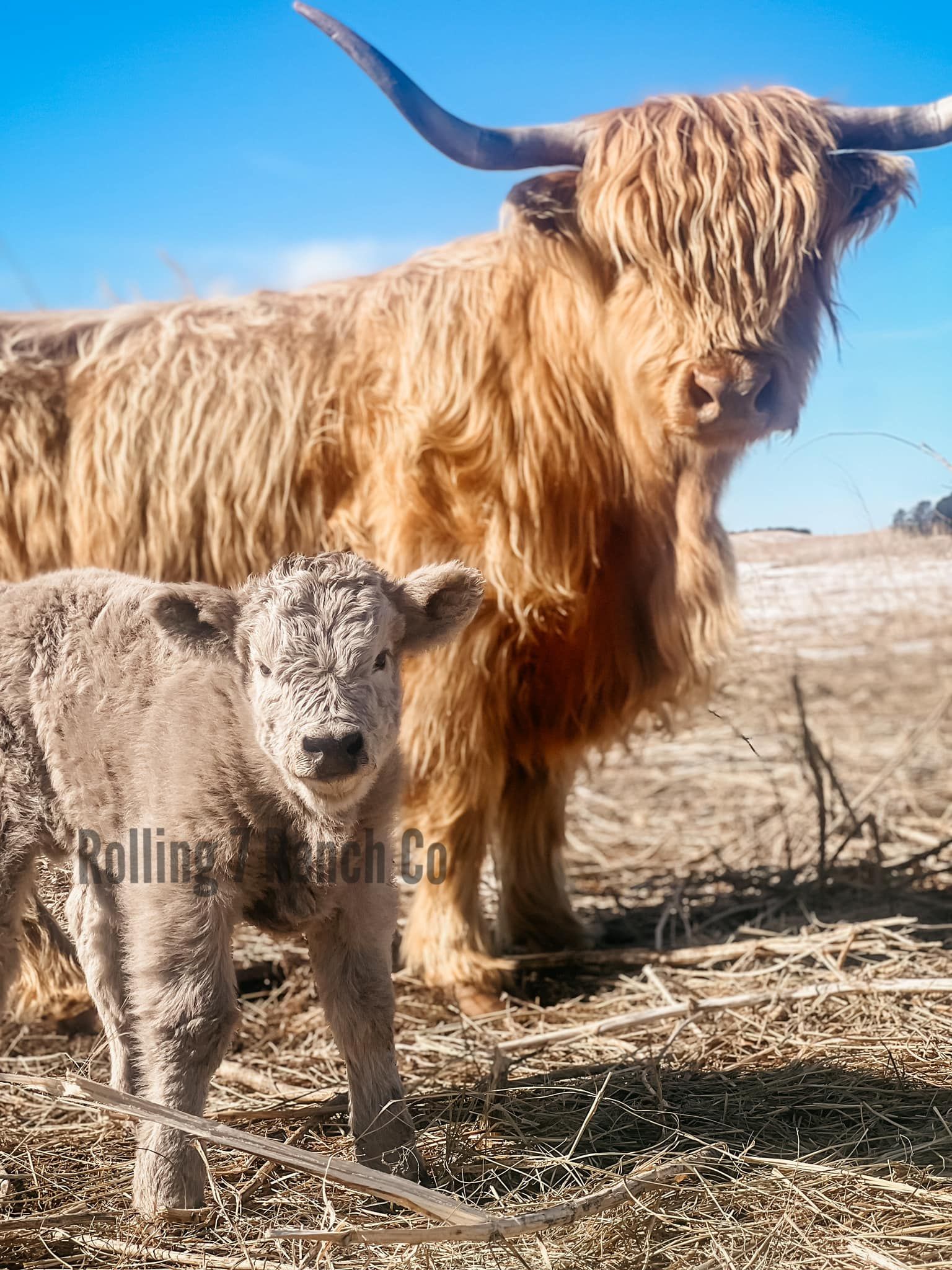 Highland cow and calf standing in a field, brown fur, long horns, clear blue sky.