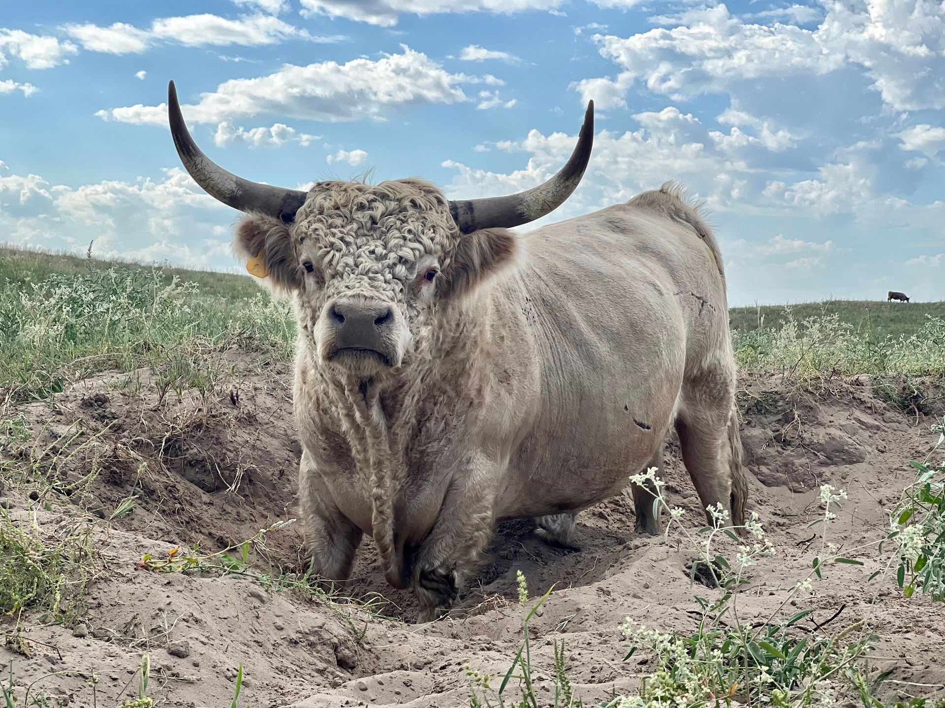 White bull with large horns standing in a dry ditch, on a grassy hill under a cloudy sky.