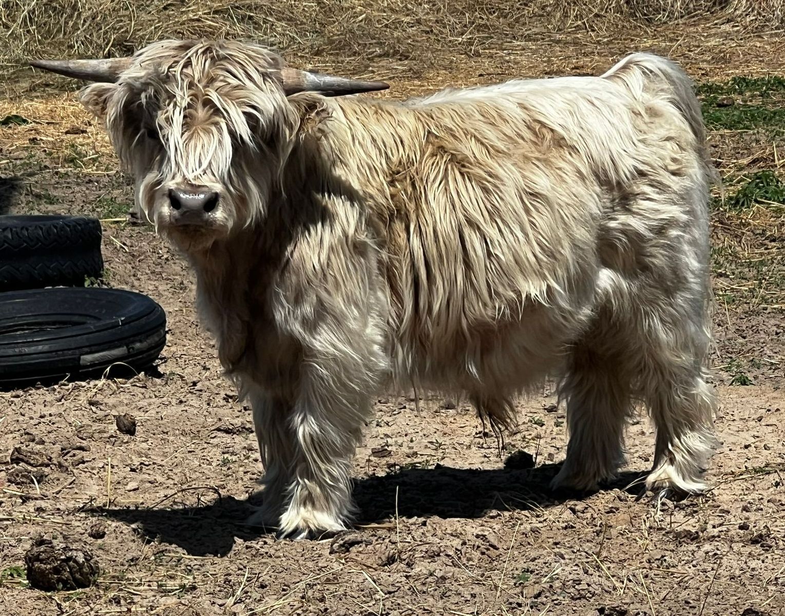 Highland cow with long, light-colored shaggy fur standing in a dirt field with tires in the background.