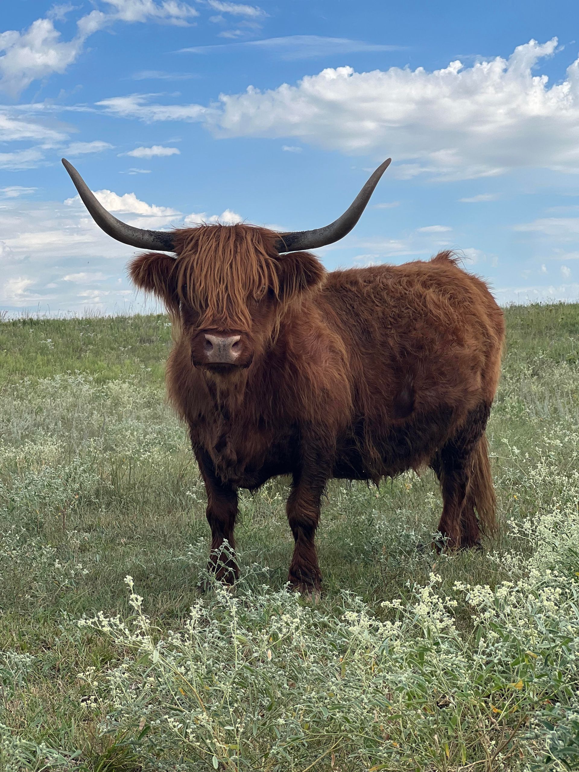 Highland cow with long horns in a field of wildflowers under a blue sky.