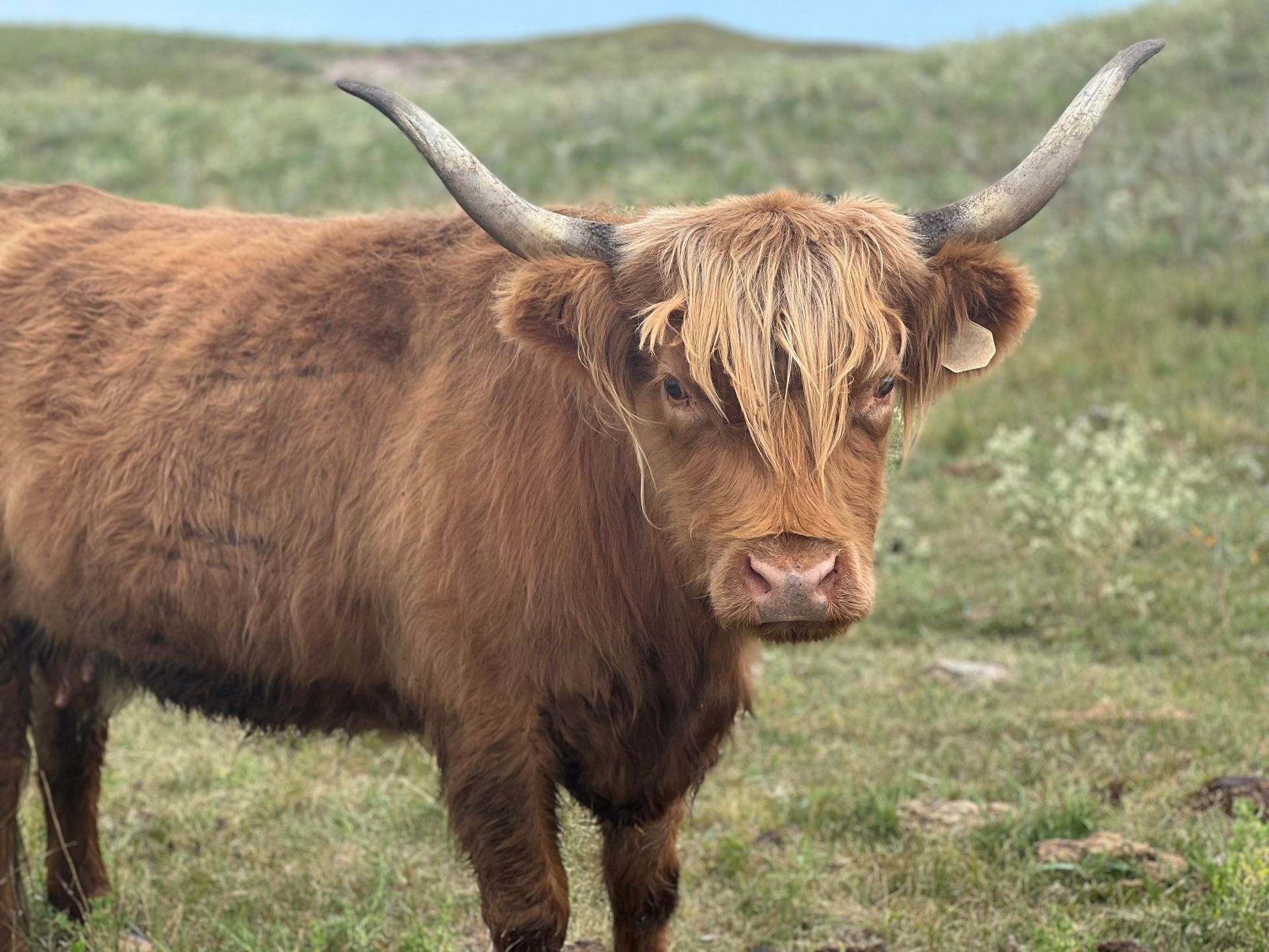 Brown Highland cow with large horns standing in a grassy field.