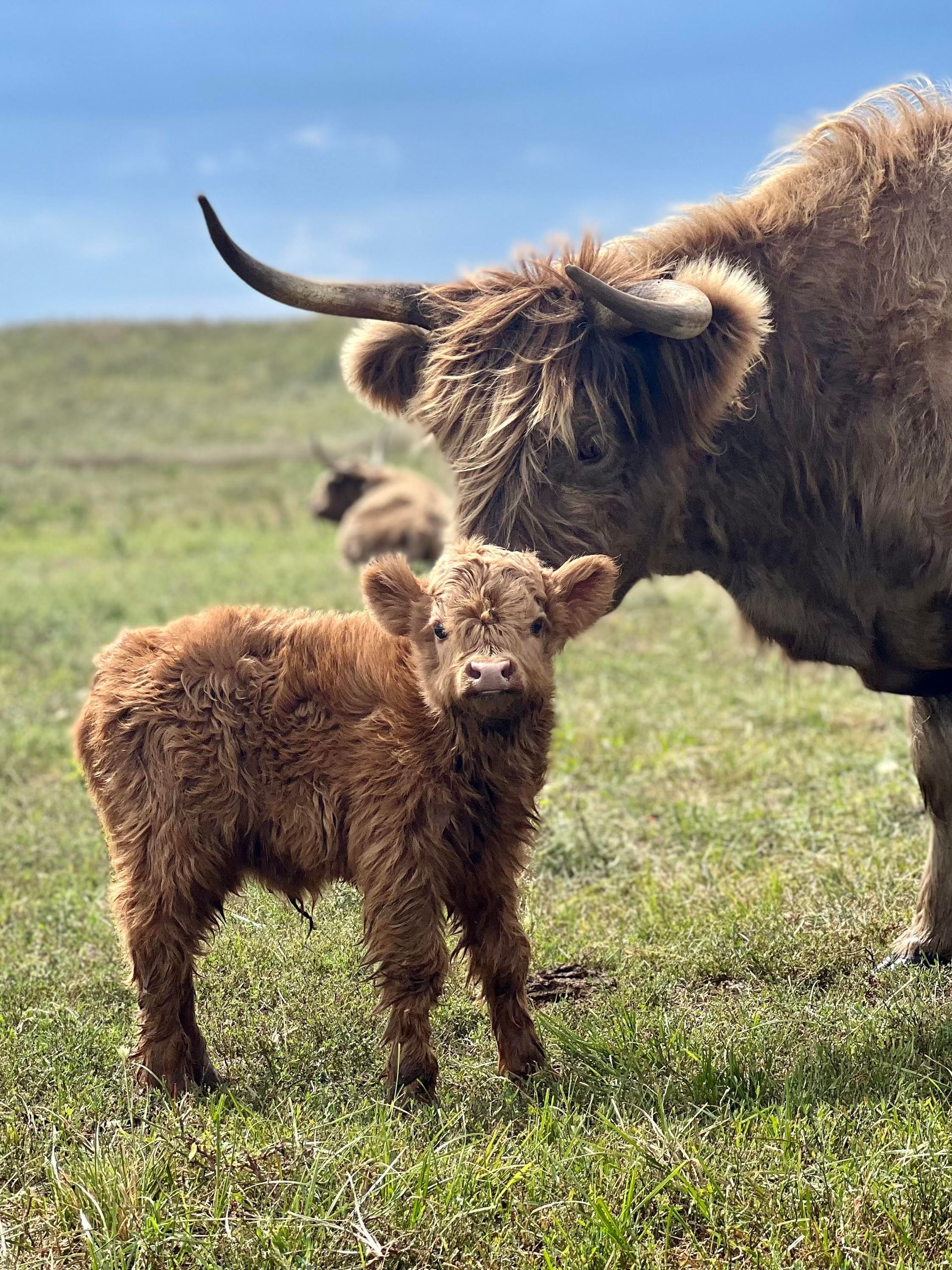 Highland cow calf standing near mother, both with long brown fur, in a grassy field.