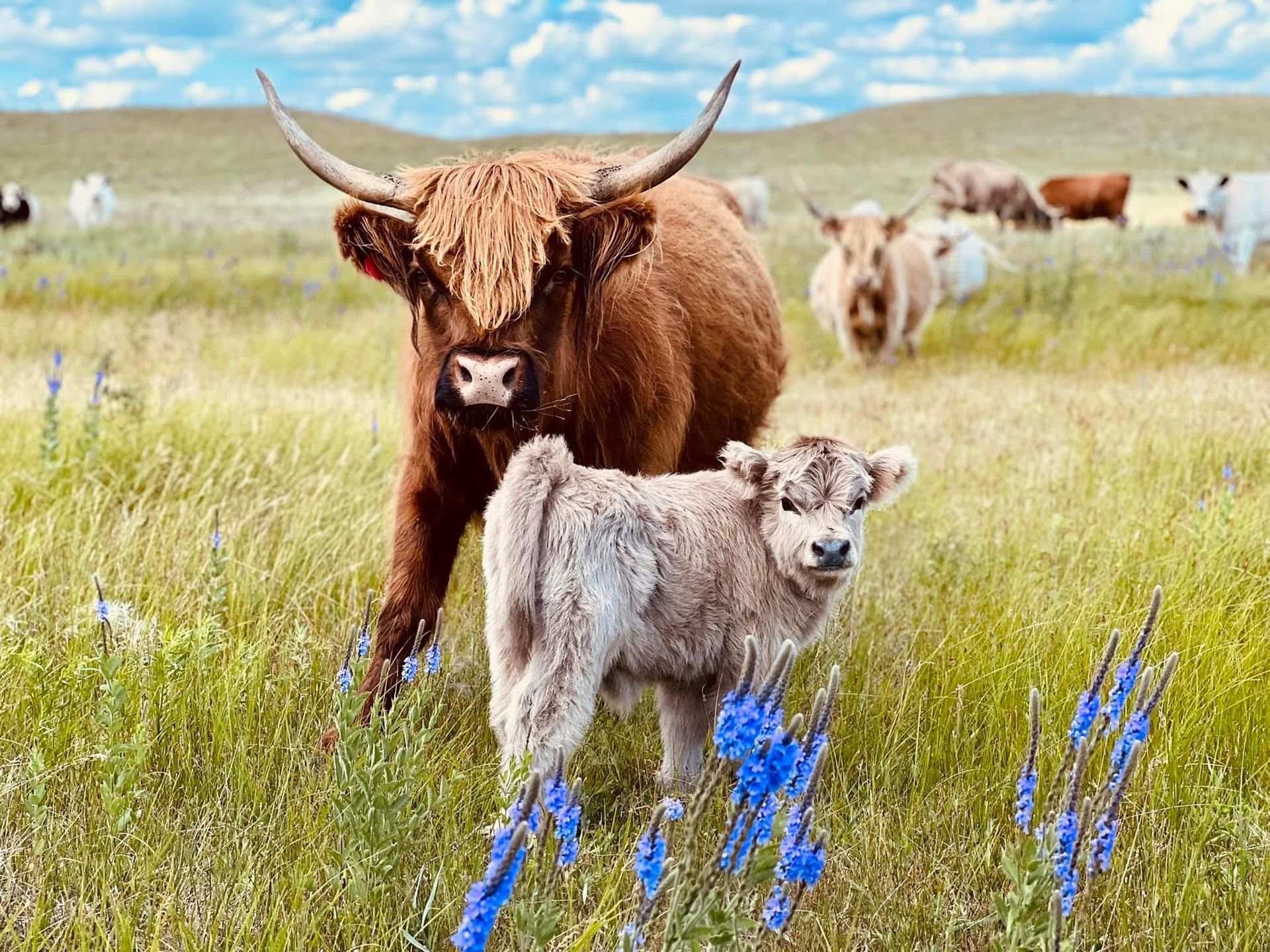 Highland cow and calf in a grassy field, blue wildflowers, other cattle in background. Sunny day.