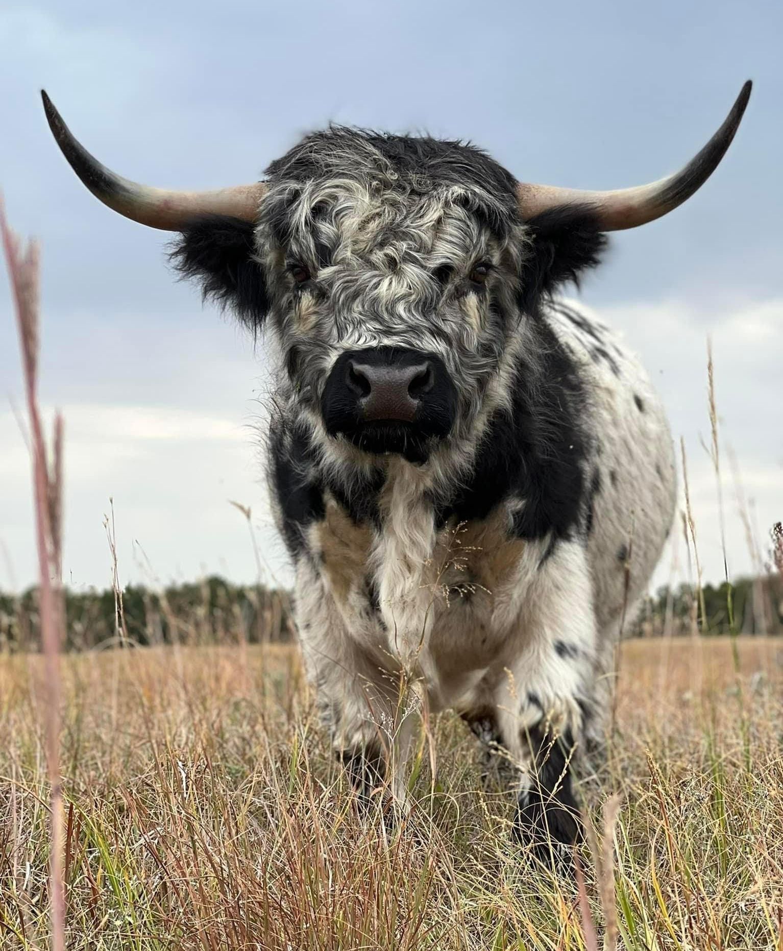 Speckled Highland bull in field with large horns, looking forward.